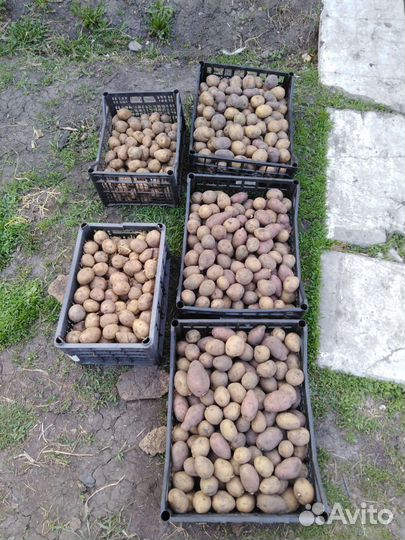 Семенной картофель