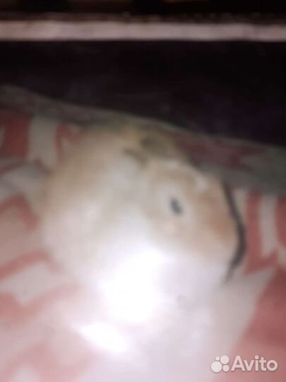 Карликовые кролики это не декоративные