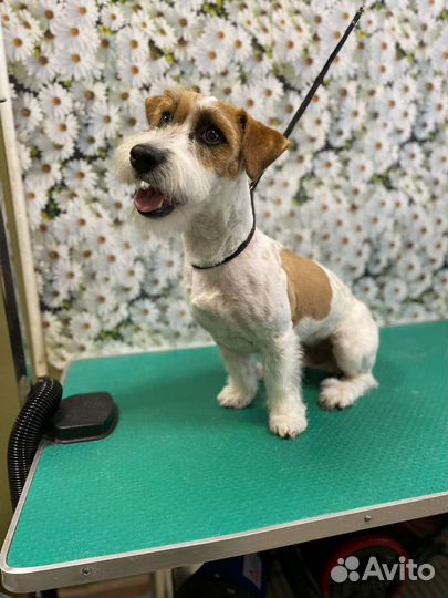 Тримминг, стрижка собак, кошек