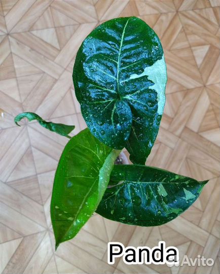 Сингониумы коллекционные