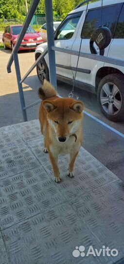 Щенки сиба шиба ину