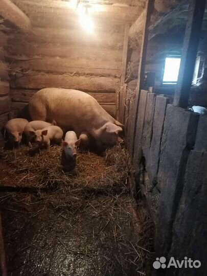 Поросята