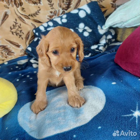 Щенки кокер спаниеля