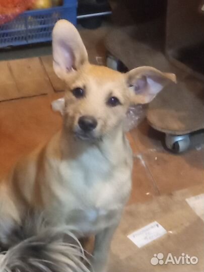 Девочка в добрые ручки