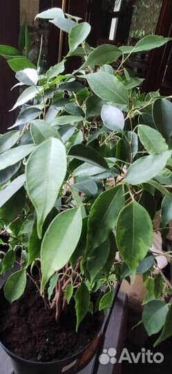 Фикус бенжамина Регидан