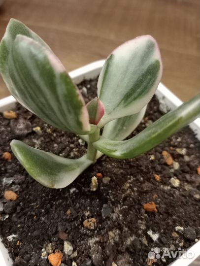 Крассула Триколор