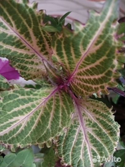 Колеусы из семян и вегетативные