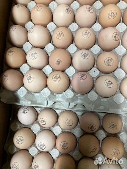Инкубационное яйцо бройлера