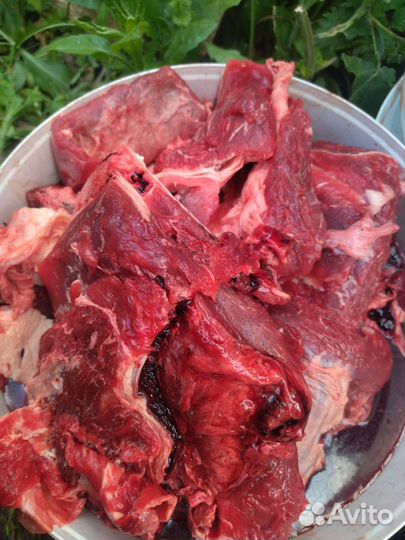 Мясо говядина для собак