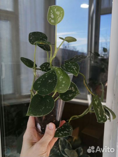 Сциндапсус Pictus Argyraeus. забронирован