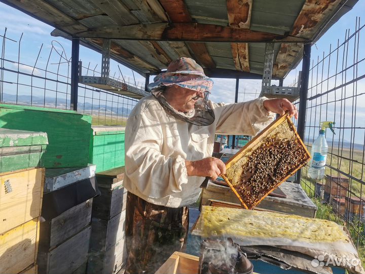 Мёд гречишный 2023