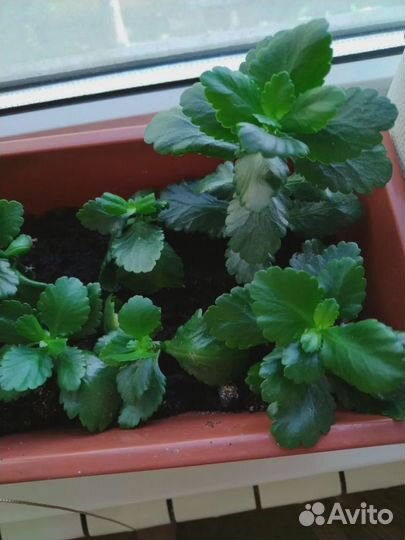 Каланхоэ цветущий