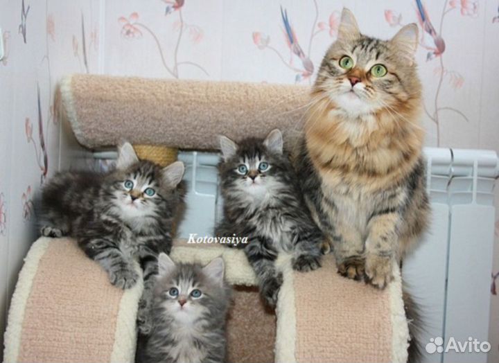Сибирские котята