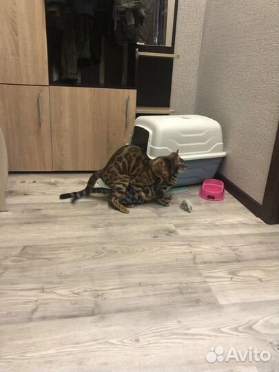 Бенгальский кот вязка