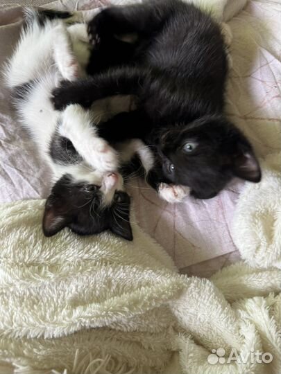 Отдам котят в добрые руки