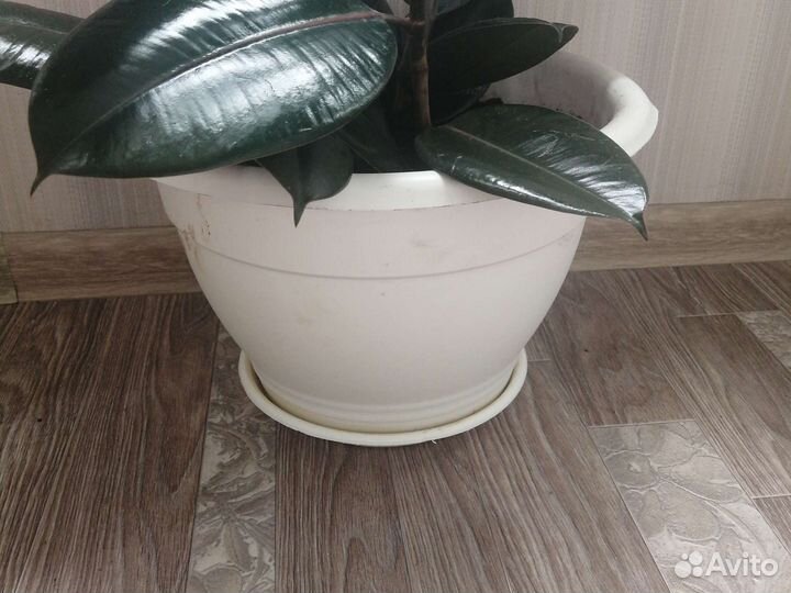 Фикус эластика абиджан 3 ствола