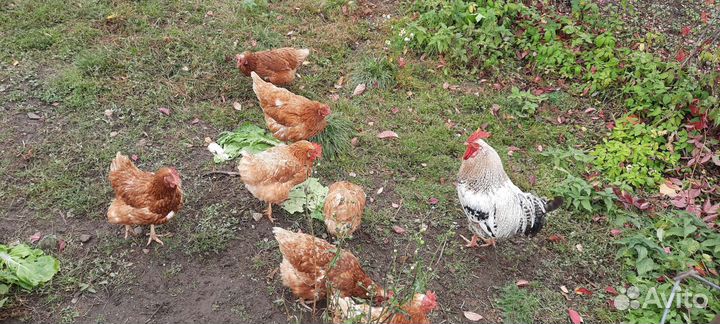 Куры несушки продам