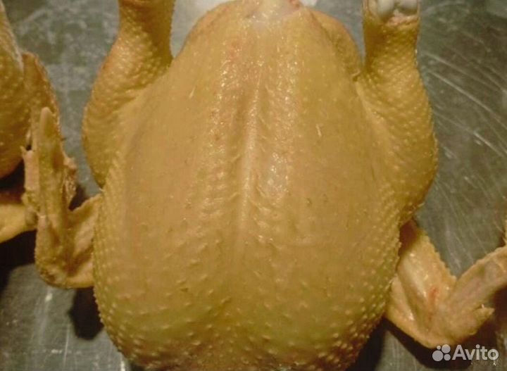 Куры бройлер