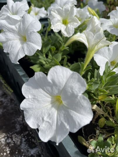 Петуния ампельная в кашпо