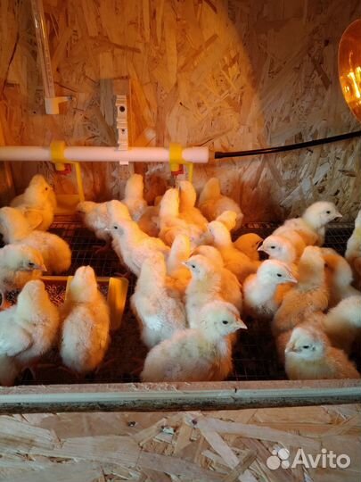 Цыплята бройлера в наличии