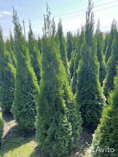Туи,голубые ели оптом по РФ