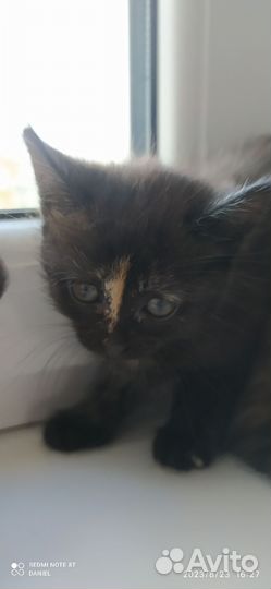 Сибирские котята