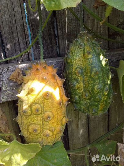 Кивано Семена