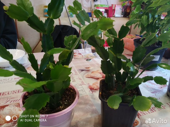 Декабристы