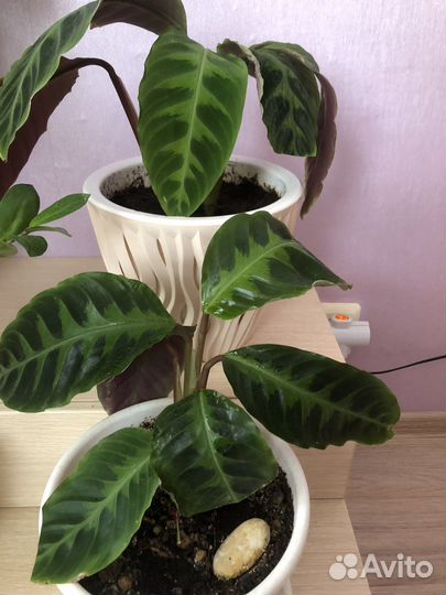 Продам цветы комнатные «Калатея»