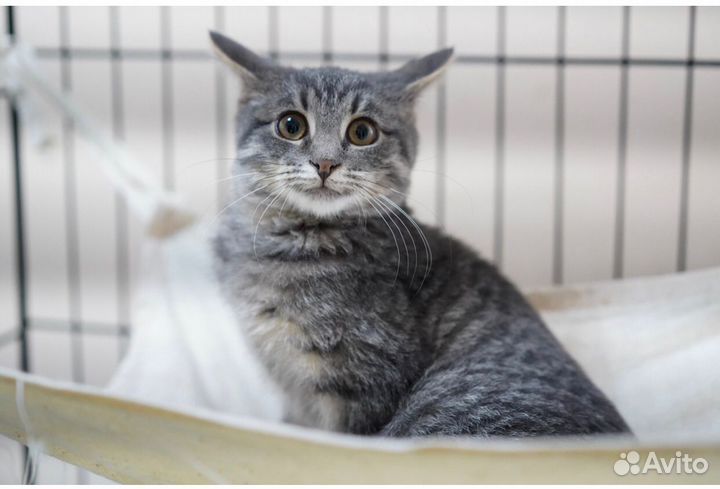 Котик бесплатно