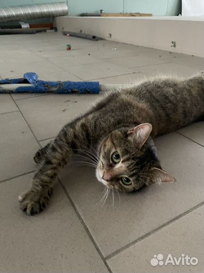 Кошечка в добрые руки