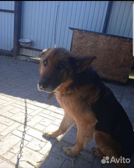 Щенки немецкой овчарки