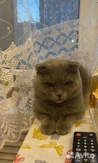 Шотландский вислоухий кот (вязка)