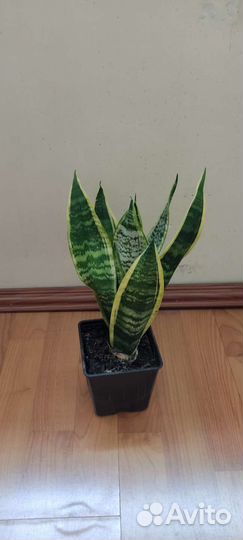 Сансевиерия Щучий хвост