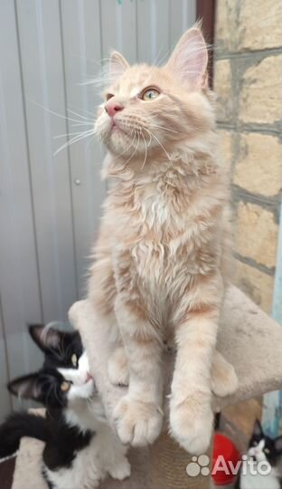 Кот-мурчун породы мейн-кун