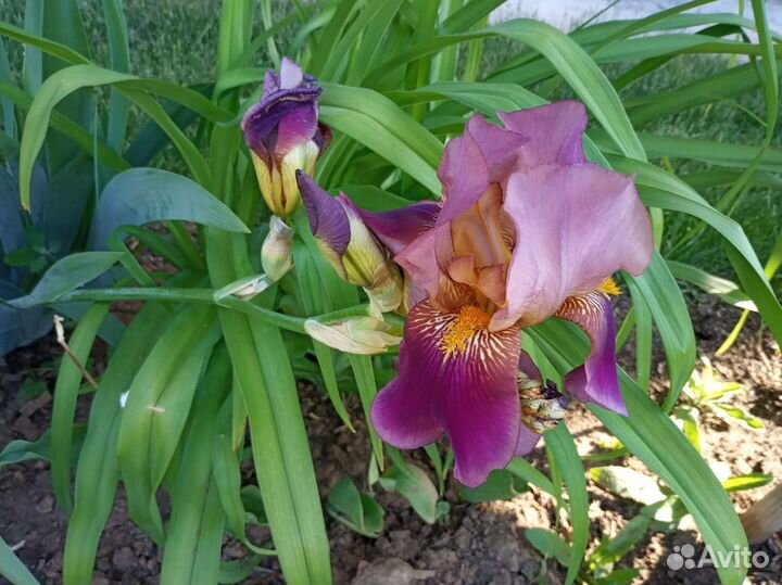 Многолетние садовые растения