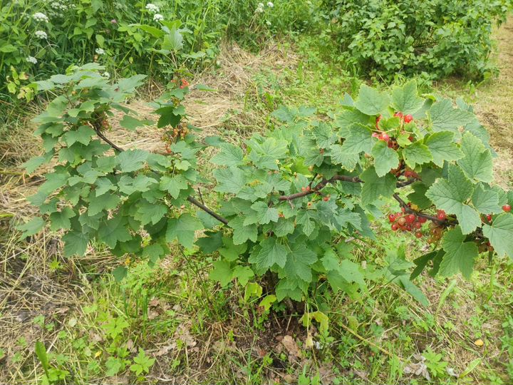 Дача 12 м² на участке 10 сот.