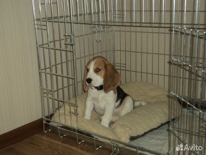 Клетка, вольер для собак средних пород