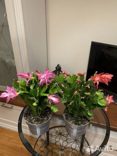 Декабрист шлюмбергера