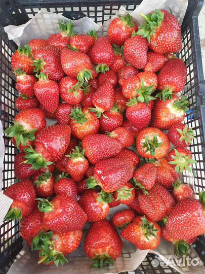 Клубника домашняя вкусная, сладкая