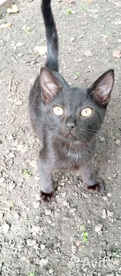 Подарю кошечку