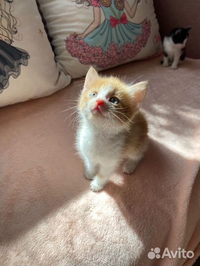 Котята в добрые руки