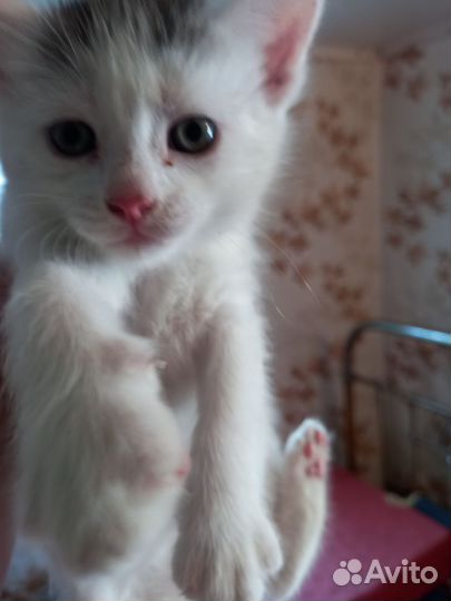 Котята в дар бесплатно