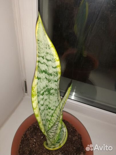 Цветок в офис