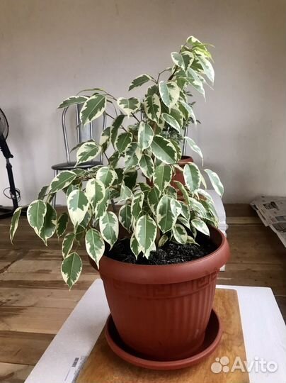 Бенджамина