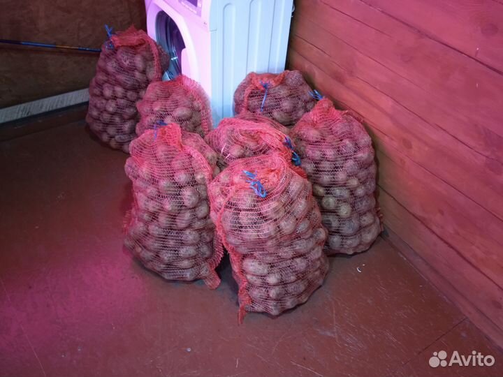 Продам картофель