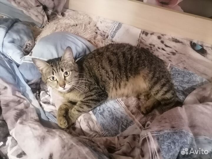Беременная кошка