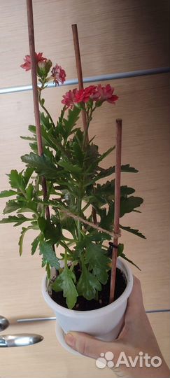 Шикарный каланхоэ