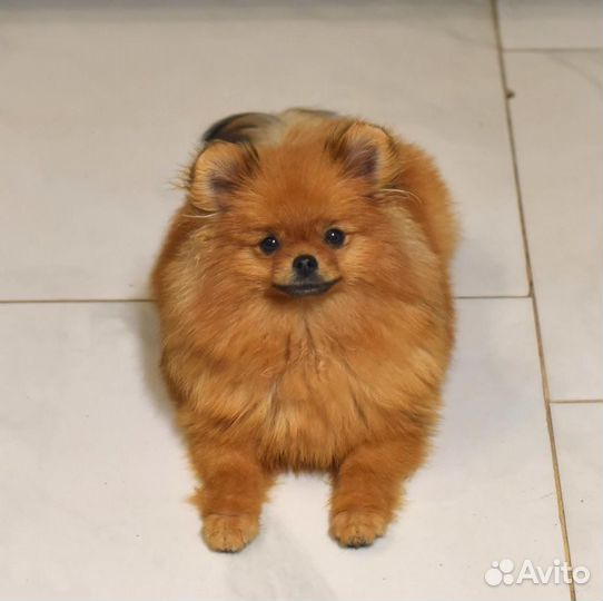 Померанский шпиц