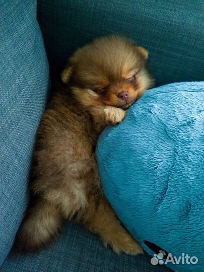 Щенки шпица